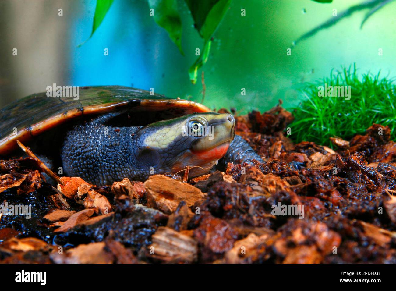 Red-bellied pointed-headed turtle (Emydura subglobosa albertisii), Red ...