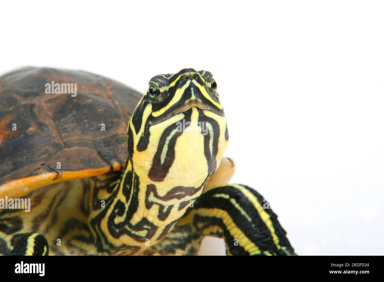 Florida Redbelly Turtle (Chrysemys nelsoni) (Pseudemys rubriventris nelsoni) Stock Photo