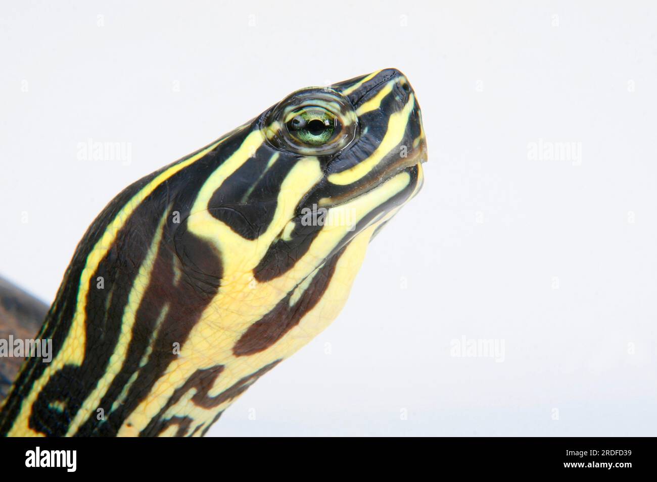 Florida Redbelly Turtle (Chrysemys nelsoni) (Pseudemys rubriventris nelsoni), Red-bellied Turtle Stock Photo