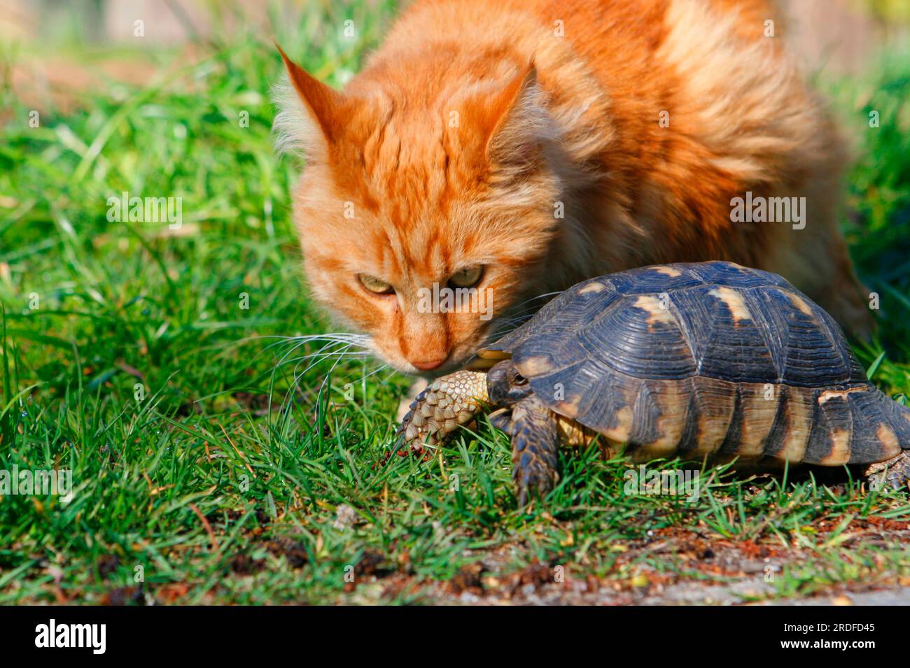 Domestic Cat sniffing at Marginated Tortoise (Testudo marginata Stock