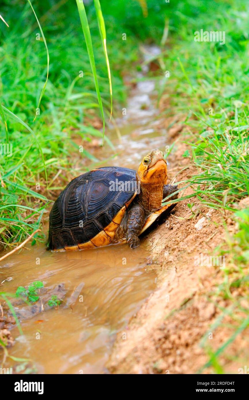 Gelbrand hinged turtle (Cuora flavomarginata flavomarginata) Stock Photo