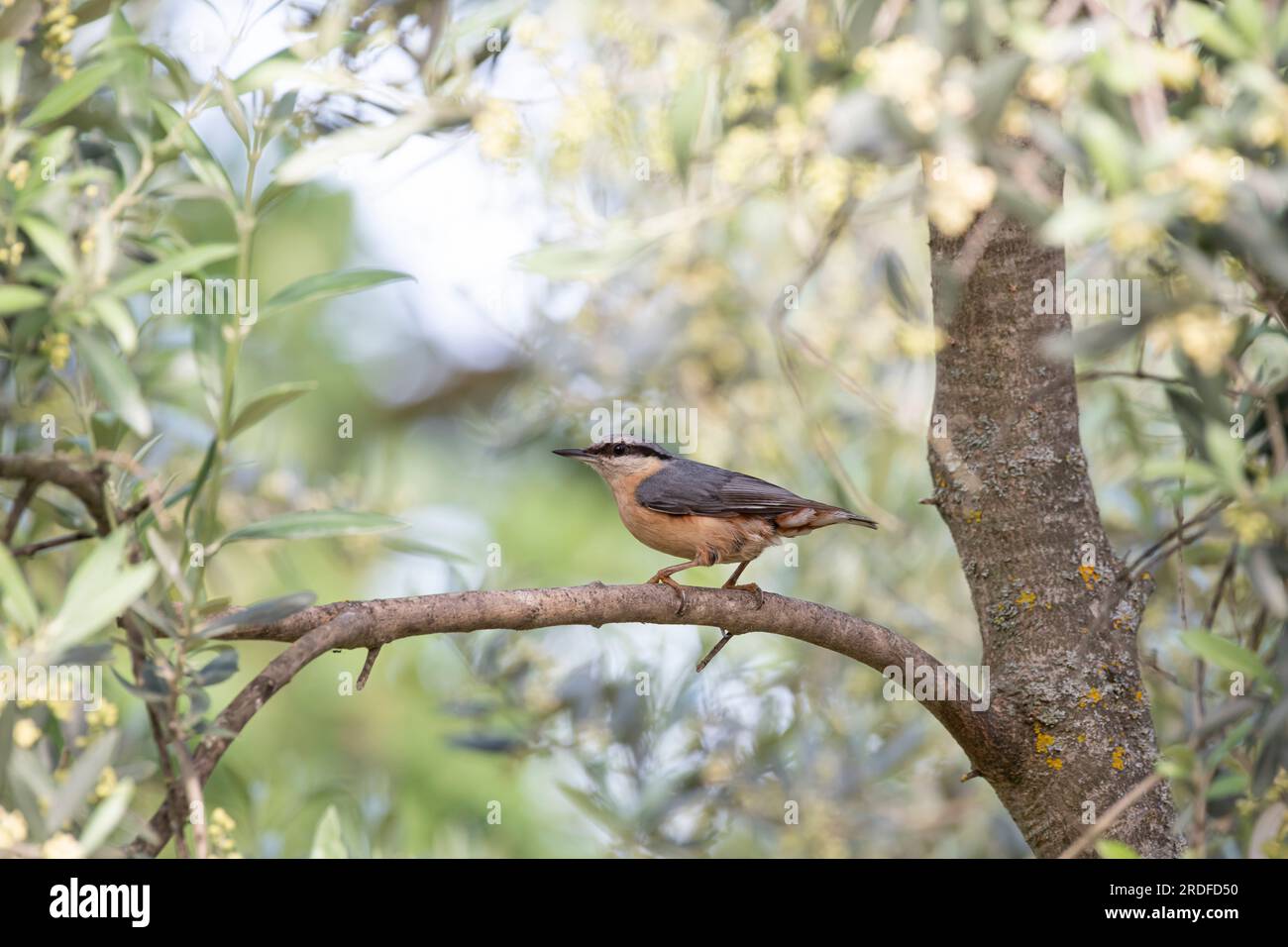 One Eurasian Nuthatch perches on an olive tree branch in Provence, south of France Stock Photo