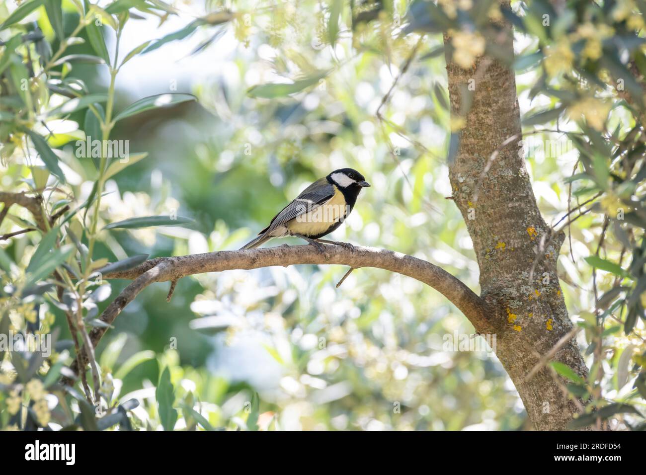 A vibrant Great Tit bird perches on an olive tree branch in Provence, south of France Stock Photo