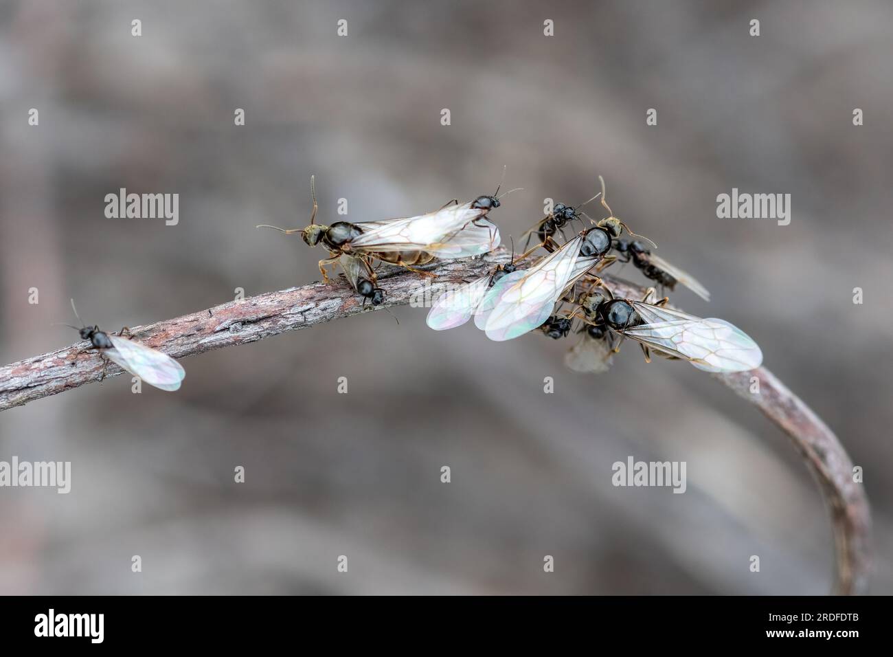 Little Black Ants With Wings little-black-ants-with-wings