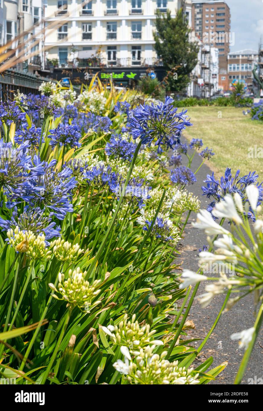 Blue and white Agapanthus flowers in bloom at New Steine Square