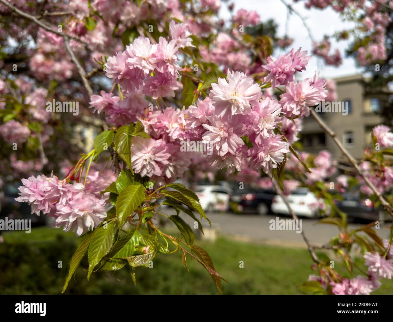 Cherry blossom fullbloom in spring season on nature background close-up ...