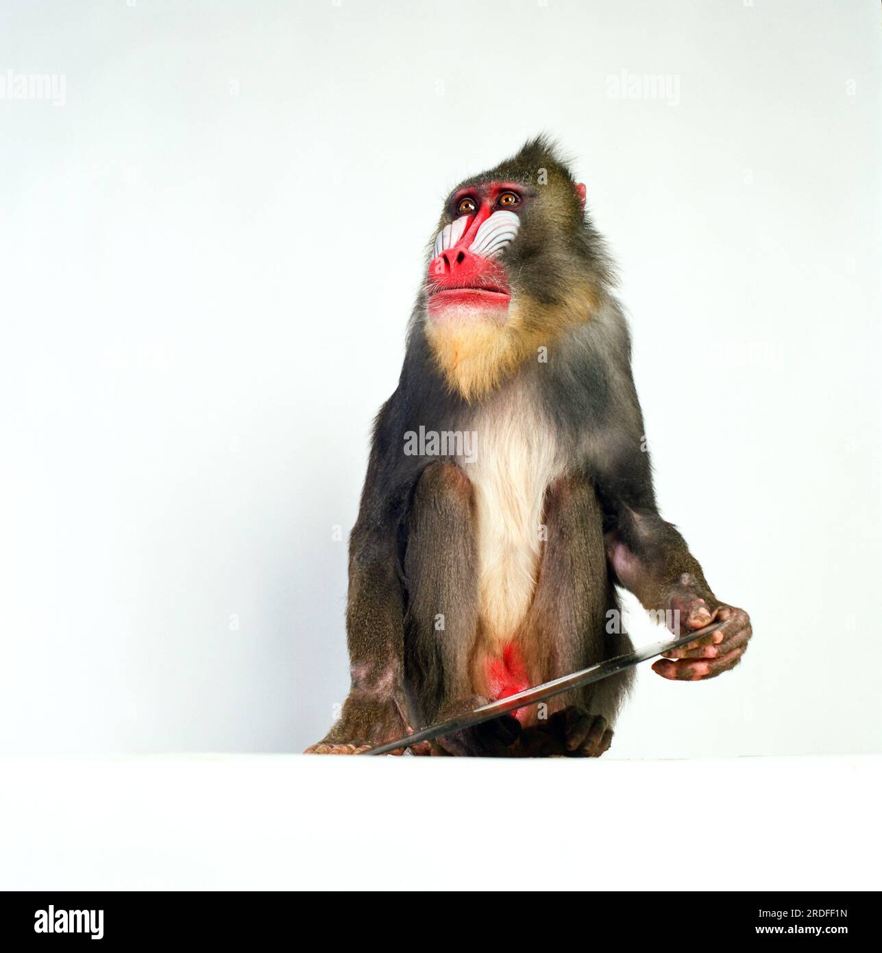 Mandrill Monkey in the studio. Stock Photo