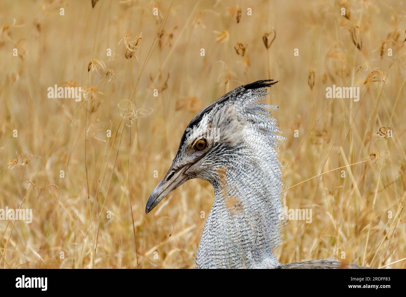 PHOTOGRAPH OF A KORI BUSTARD TAKEN FROM A TOYOTA LAND CRUISER IN THE NGORONGORO CONSERVATION AREA IN TANZANIA IN AUGUST 2022 Stock Photo