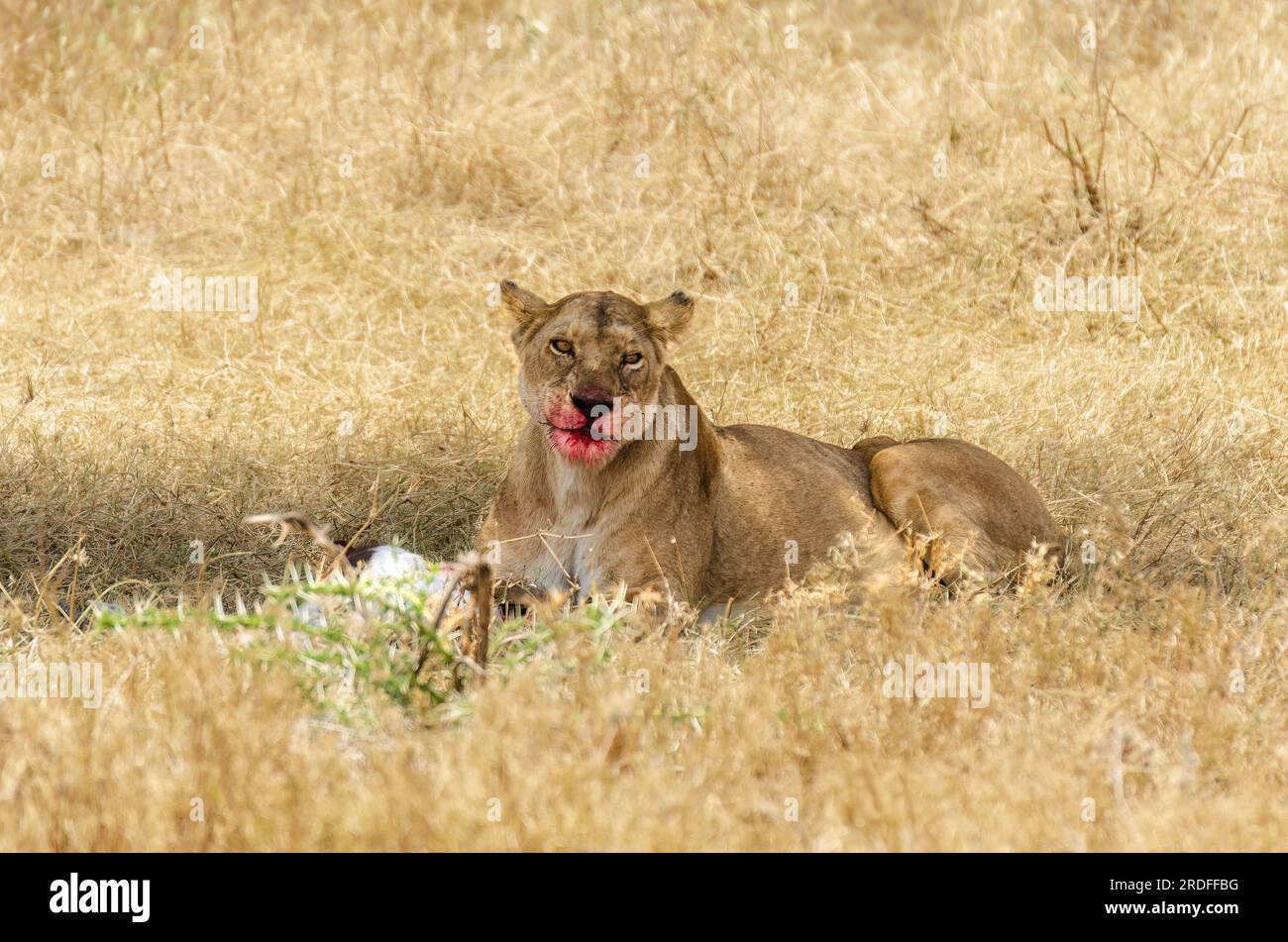 PHOTOGRAPH OF A LION TAKEN FROM A TOYOTA LAND CRUISER IN THE SERENGETI NATIONAL PARK IN TANZANIA IN AUGUST 2022 Stock Photo