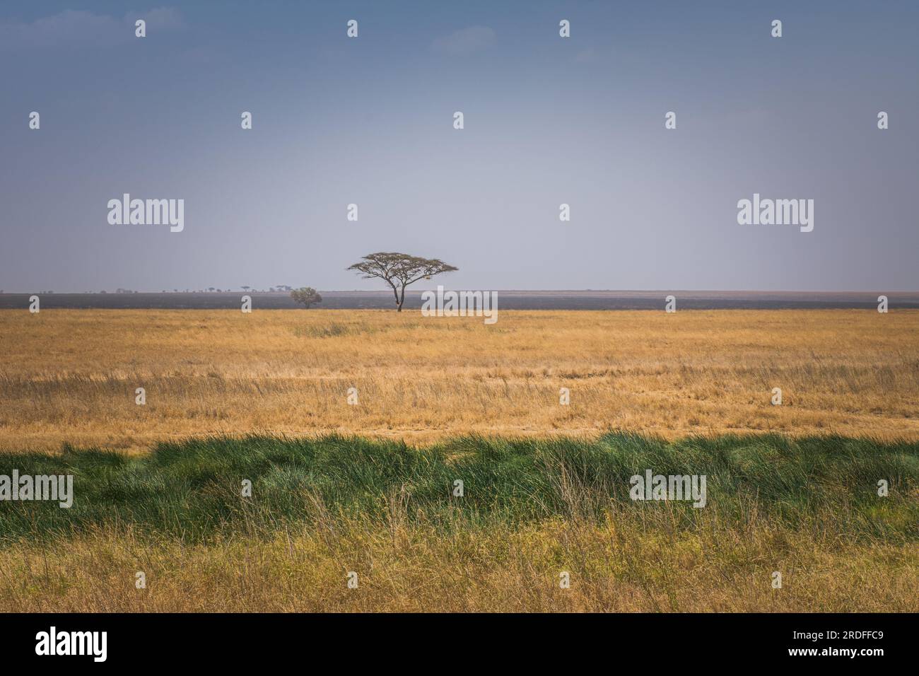 PHOTOGRAPH OF THE SERENGETI SAVANNAH WITH AN ACACIA IN THE MIDDLE, TAKEN IN AUGUST 2022 Stock Photo
