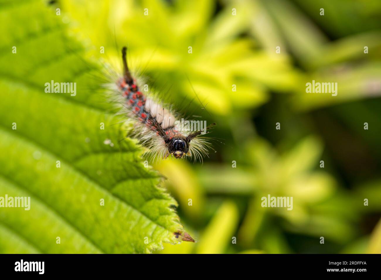 Close, macro photo of a wild, vapourer moth caterpillar (Orgyia antiqua) isolated outdoors in a garden on a a green leaf. Stock Photo