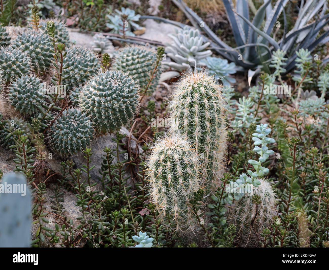 Different types of cacti and succulents in the botanical garden. Green