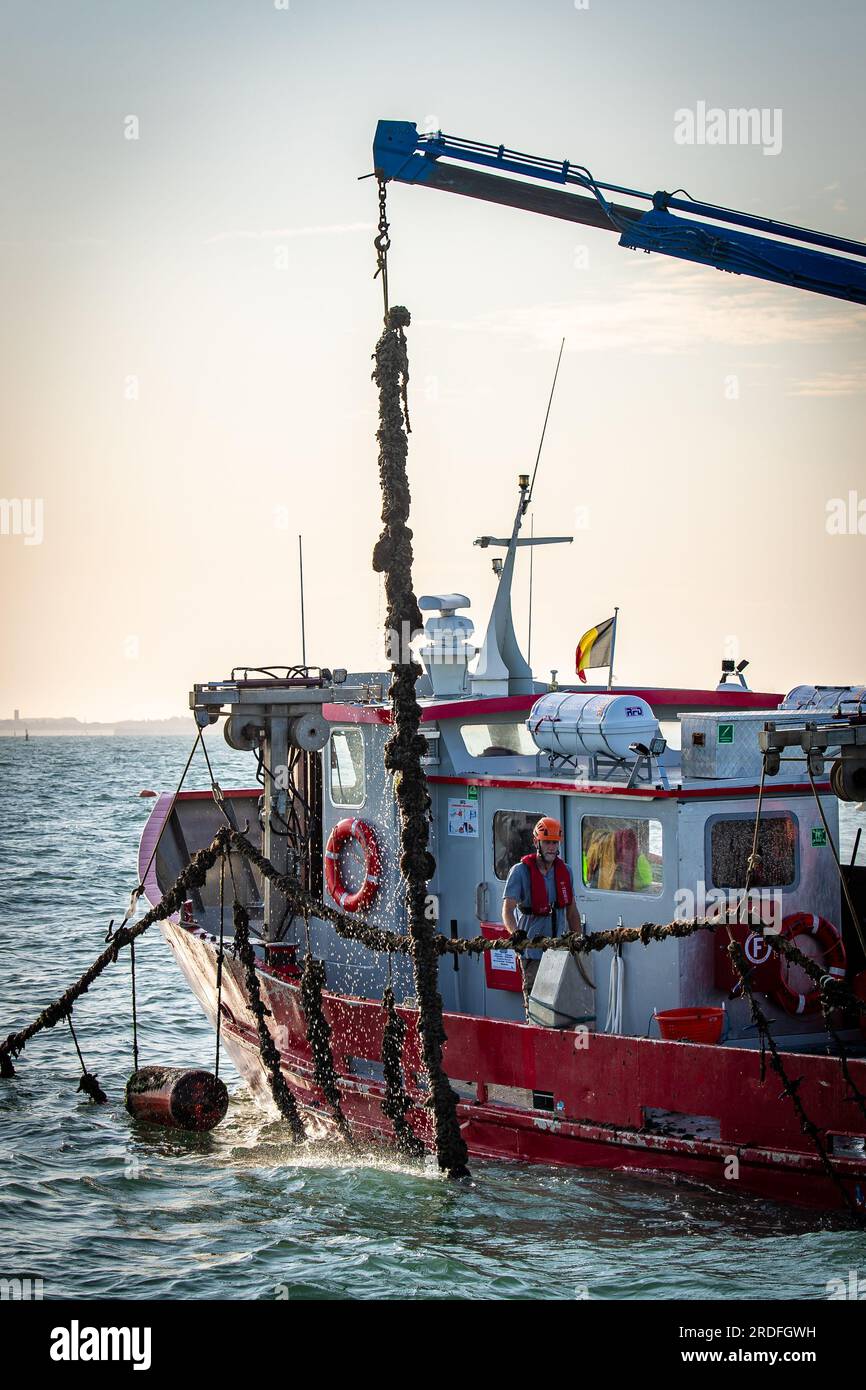 Nieuwpoort, Belgium. 18th July, 2023. Illustration picture shows the first mussel harvest of the commercial sea farm from Colruyt Group in Nieuwpoort, Tuesday 18 July 2023. Colruyt Group is developing the first commercial sea farm off the Belgian coast: Sea Farm Westdiep. The company has started farming Belgian mussels in 2022 and will sell the first mussels in 2023. BELGA PHOTO KURT DESPLENTER Credit: Belga News Agency/Alamy Live News Stock Photo