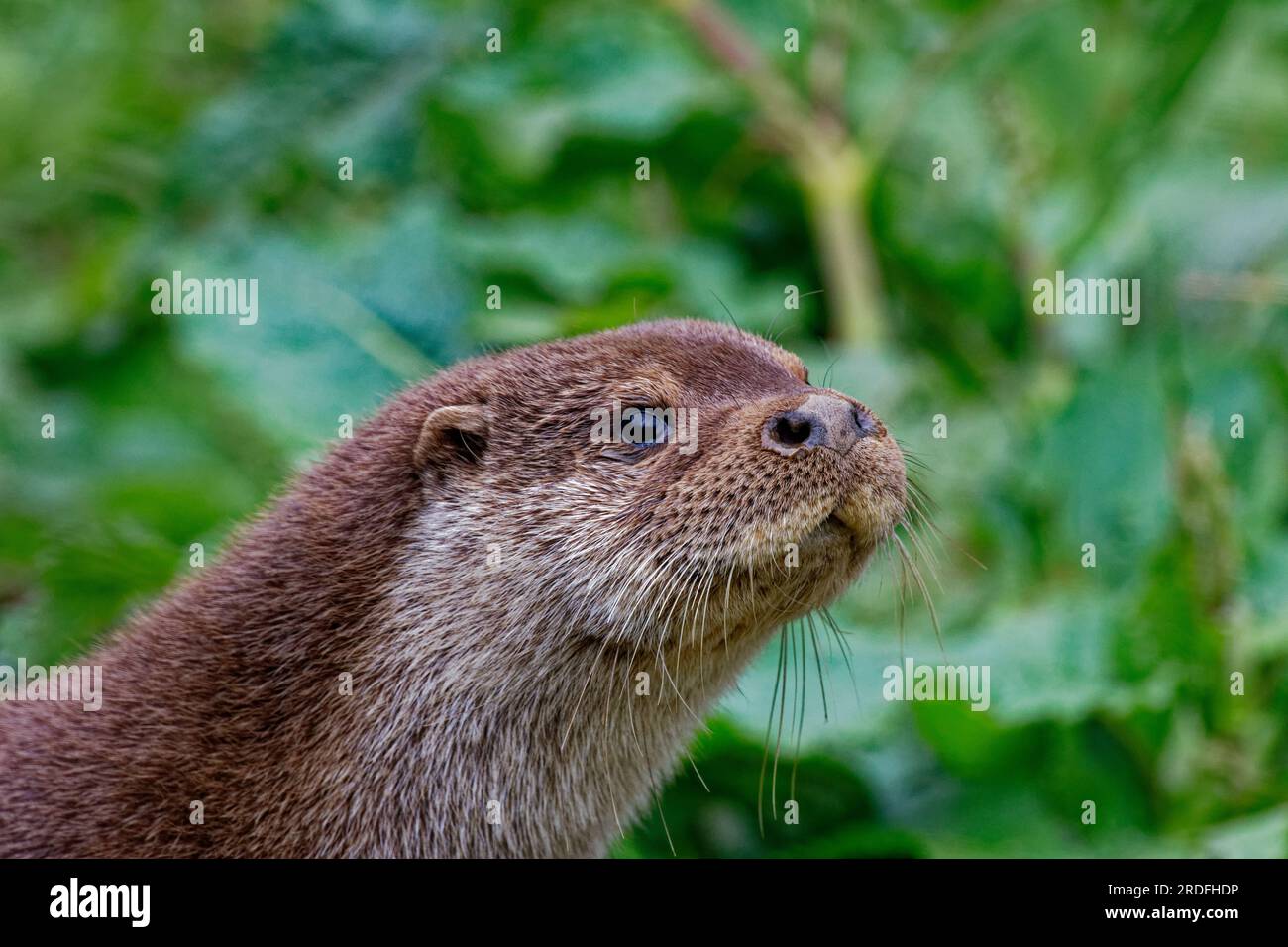 Eurasian Otter (Lutra lutra) Immature looking alert and watching Stock