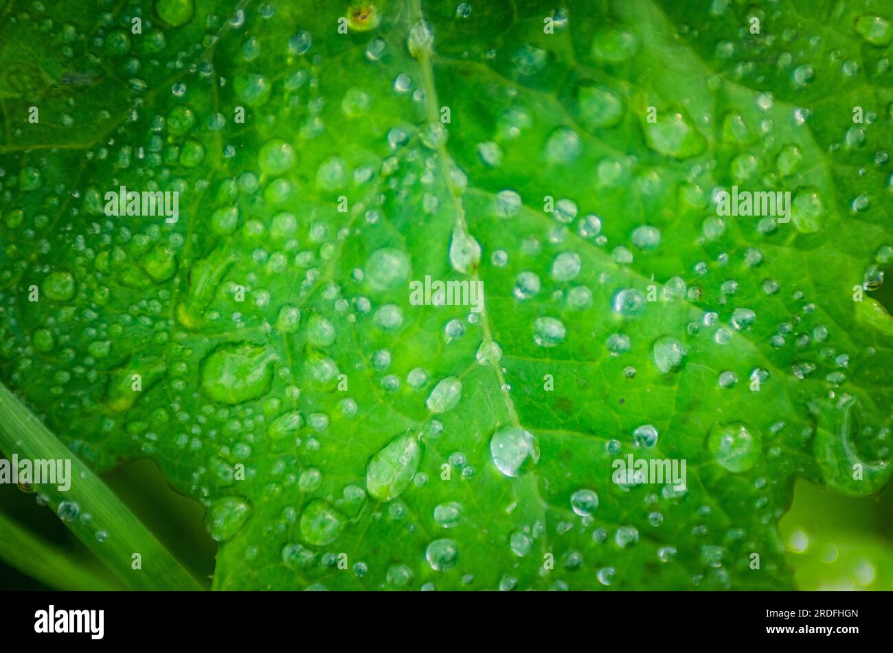PHOTOGRAPH OF WATER DROPS ON TREE LEAVES TAKEN IN JANUARY 2023 Stock Photo