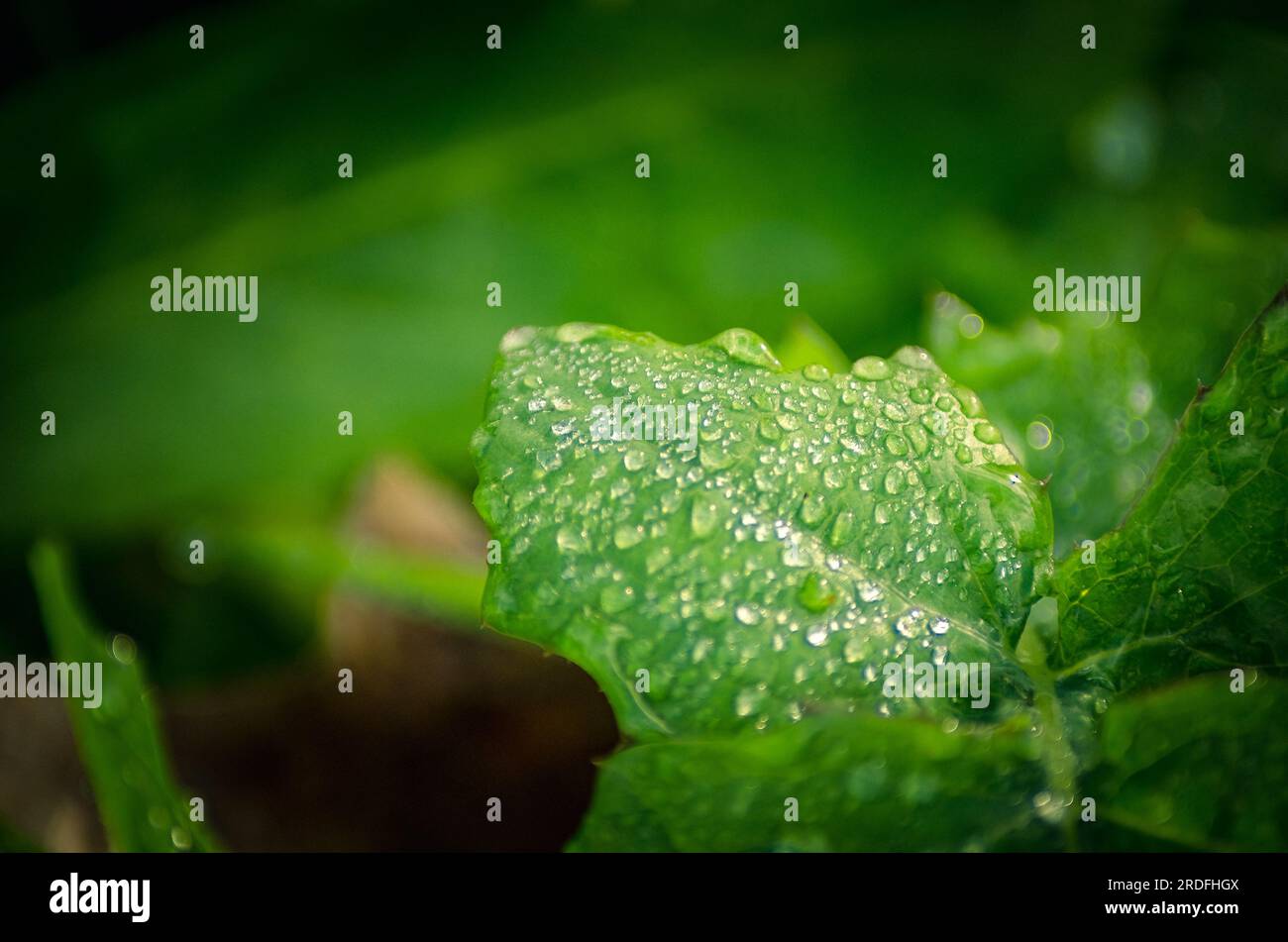 PHOTOGRAPH OF WATER DROPS ON TREE LEAVES TAKEN IN JANUARY 2023 Stock Photo