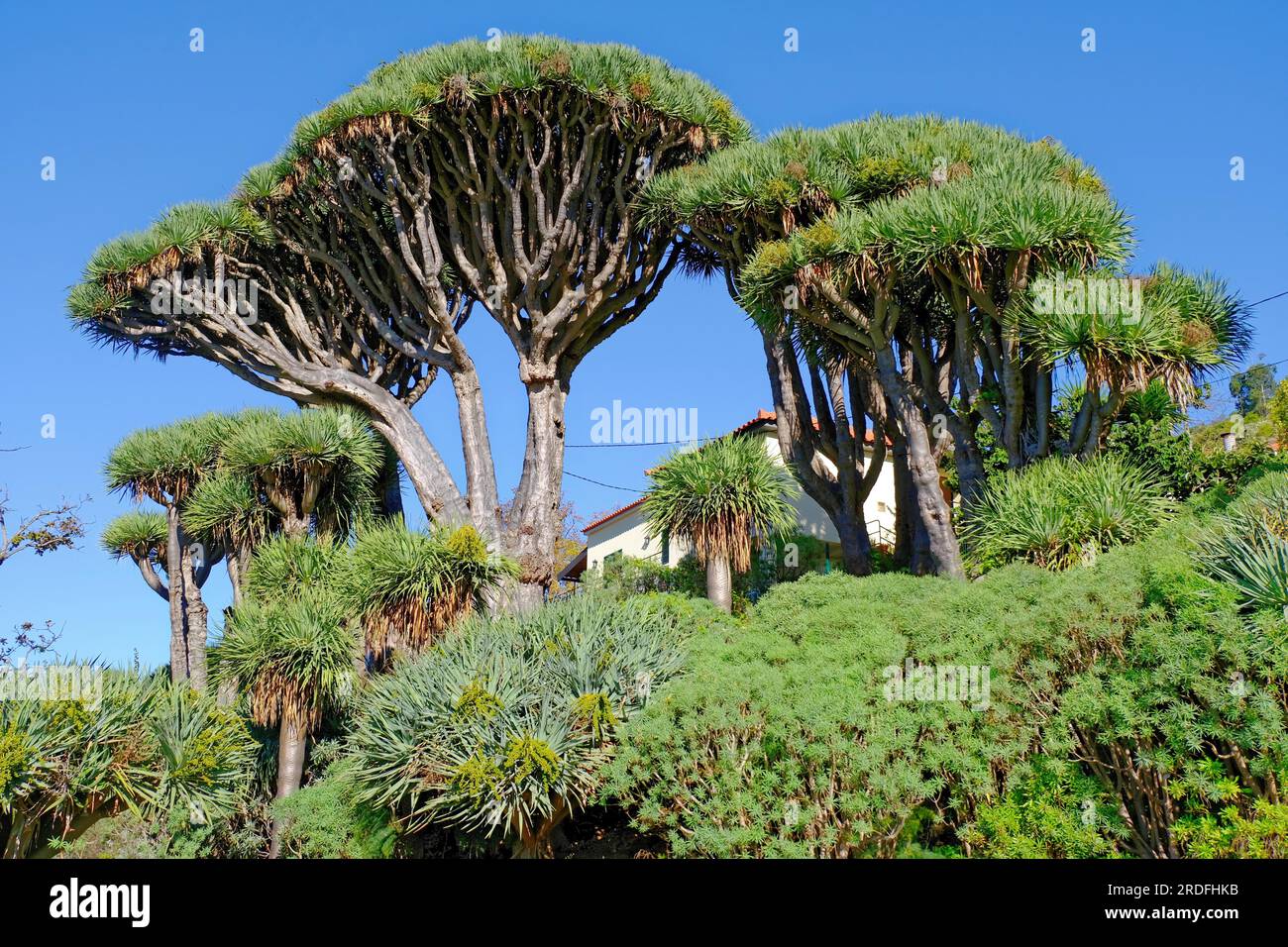 Drachenbaeume endemische Art in Makaronesien, Garten, Nucleo dos Dragoeiros  (Dracaena draco) Funchal, Madeira Stock Photo - Alamy