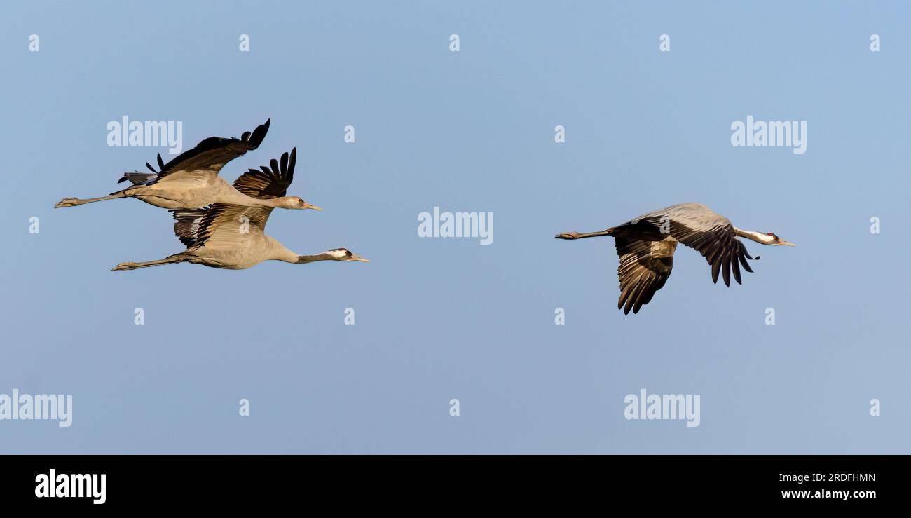 PHOTOGRAPH OF A COMMON CRANE IN THE GALLOCANTA LAGOON IN TERUEL, DURING ITS MIGRATION TO THE NORDIC COUNTRIES, TAKEN IN FEBRUARY 2023 FROM A HIDE Stock Photo