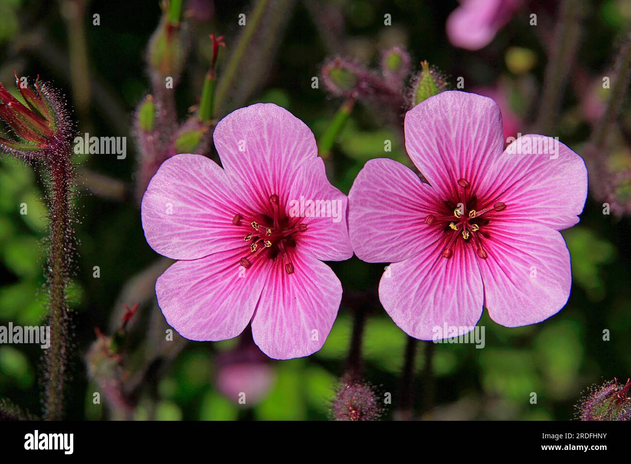 Madeira Cranesbill (Geranium Maderense) Close-up, endemic, Madeira