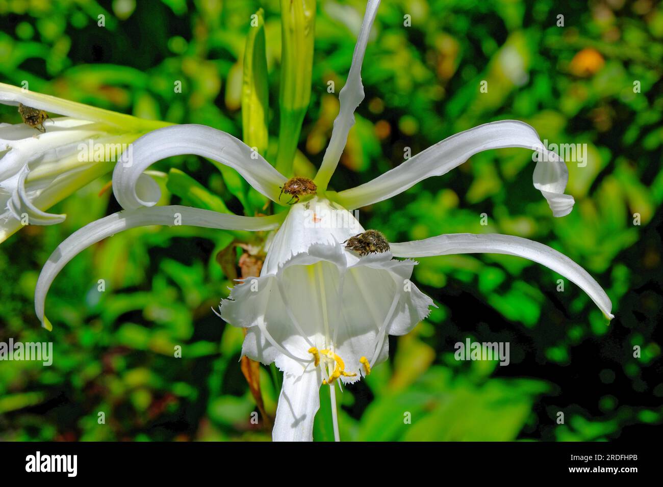 Lily (Ismene Hymenocallis) close-up Stock Photo