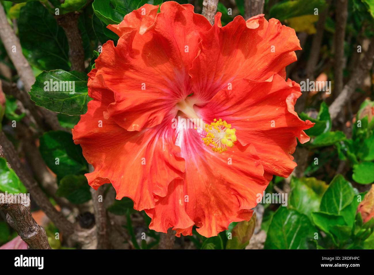 Hibiscus view hi-res stock photography and images - Alamy