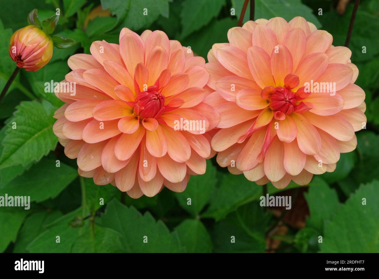 Close up dahlias hi-res stock photography and images - Alamy