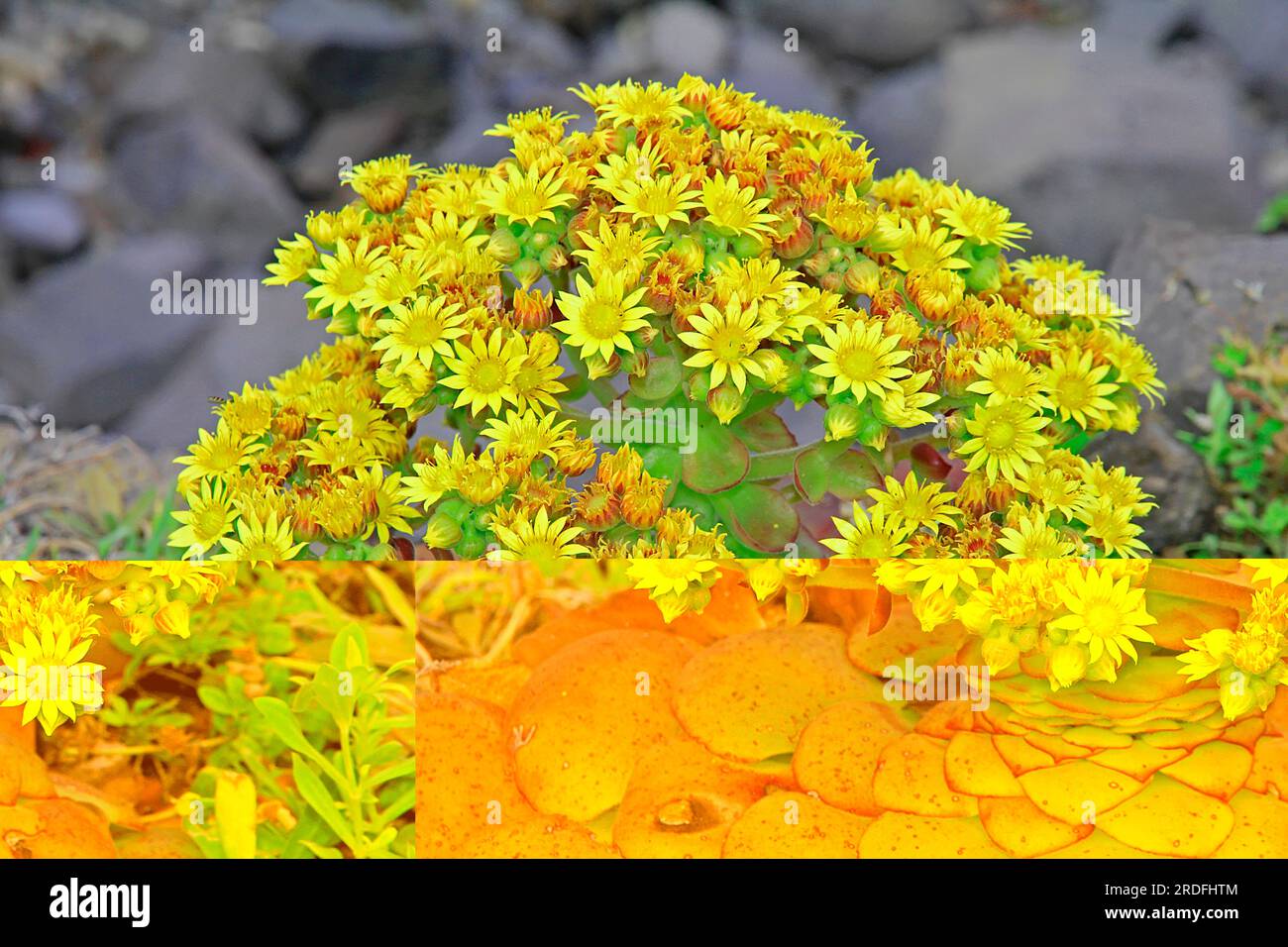 Thick-leaved plant (Aeonium) close-up, north side, Madeira Island Stock Photo