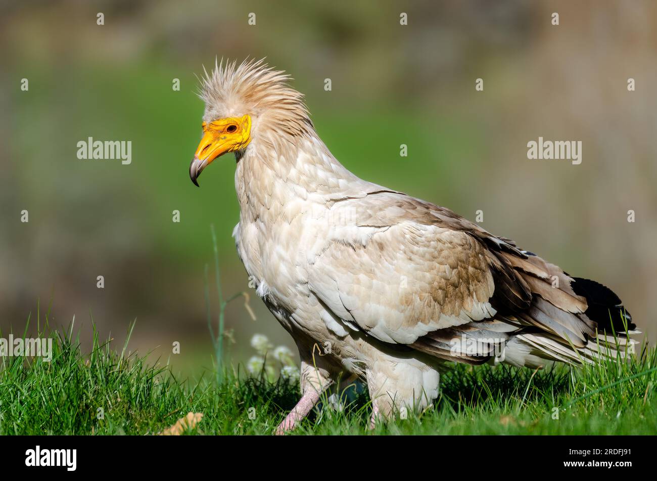 PHOTOGRAPH OF AN EGYPTIAN VULTURE TAKEN FROM A HIDE IN THE RIAÑO MOUNTAIN, SPECIFICALLY IN THE VILLAGE OF CRÉMENES (LEÓN), TAKEN IN APRIL 2023 Stock Photo