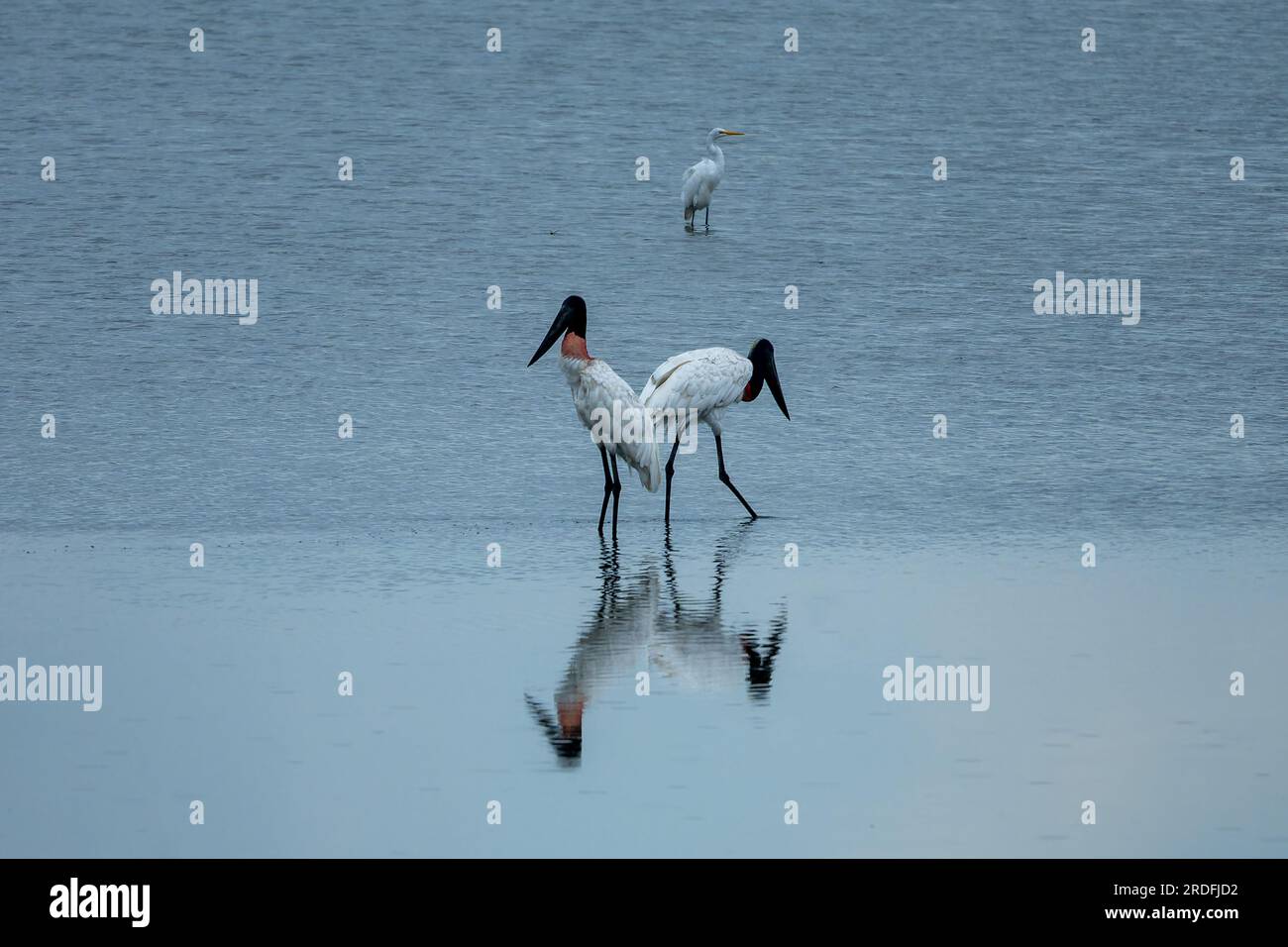 Jabiru storks, Jabiru mycteria, wading in the shallow lagoon in the Crooked Tree Wildlife Sanctuary in Belize.  A Great Egret is behind. Stock Photo