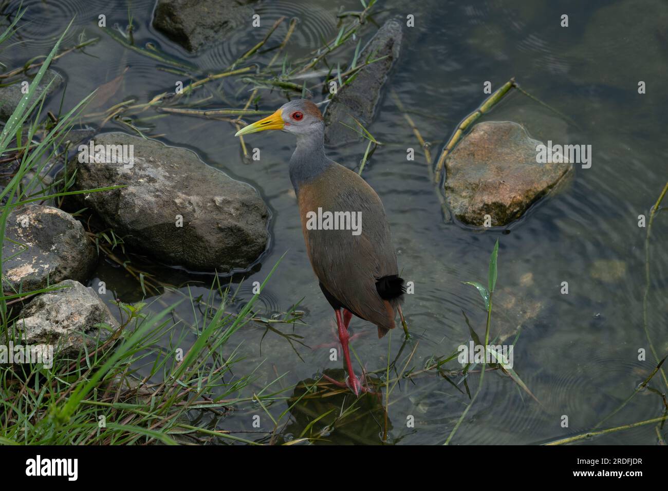 Russet naped wood rail hi-res stock photography and images - Alamy