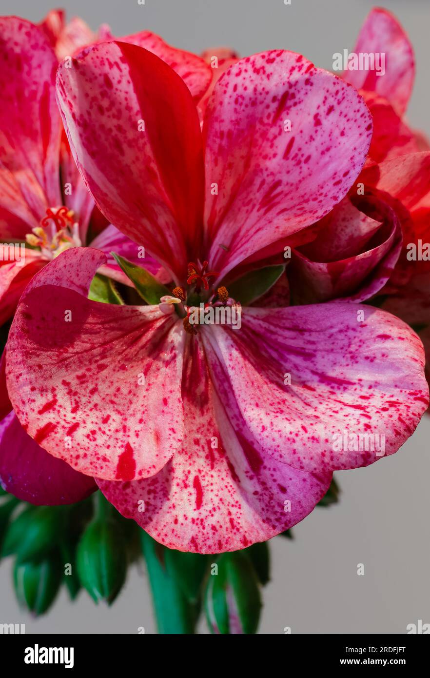 Photograph of pink flower taken in Orduña (Bizkaia) in April 2023 Stock Photo