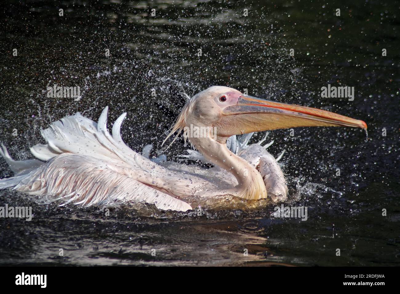 Bathing Pelican, Lake, Drop Pelican take a bath Stock Photo