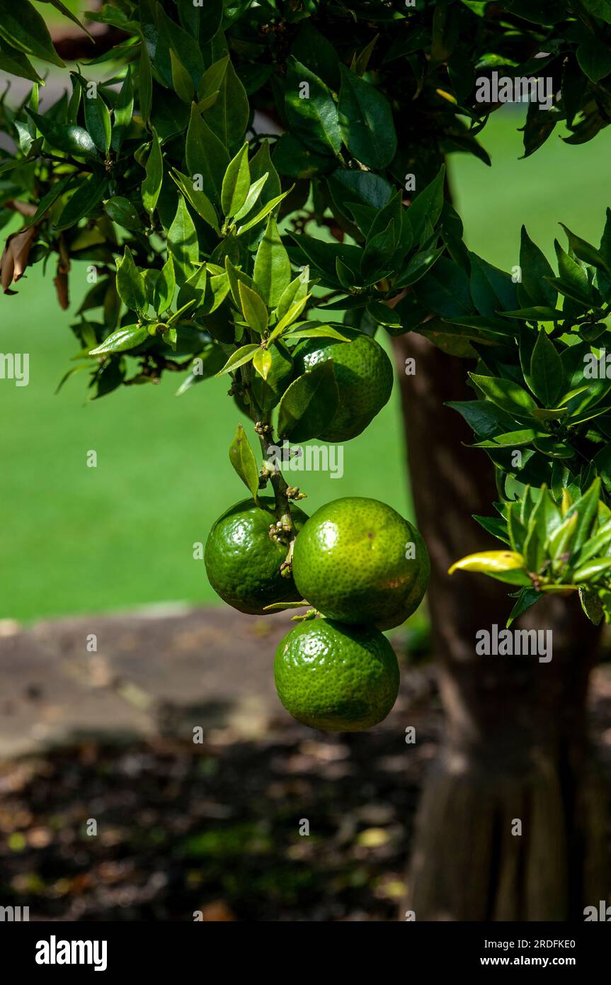 Sydney Australia, unripe fruit of a Citris X aurantium myrtifolia or
