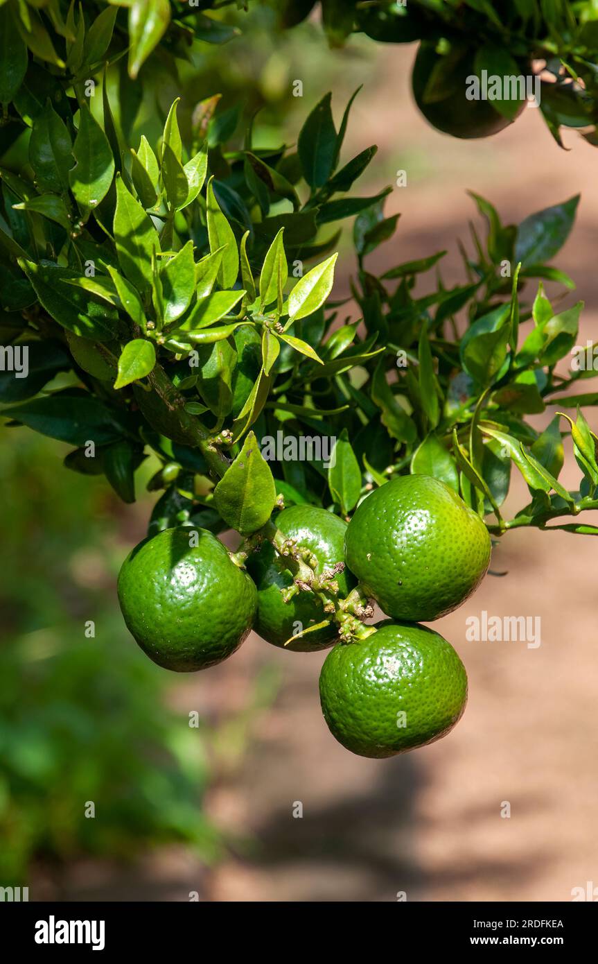 Sydney Australia, unripe fruit of a Citris X aurantium myrtifolia or