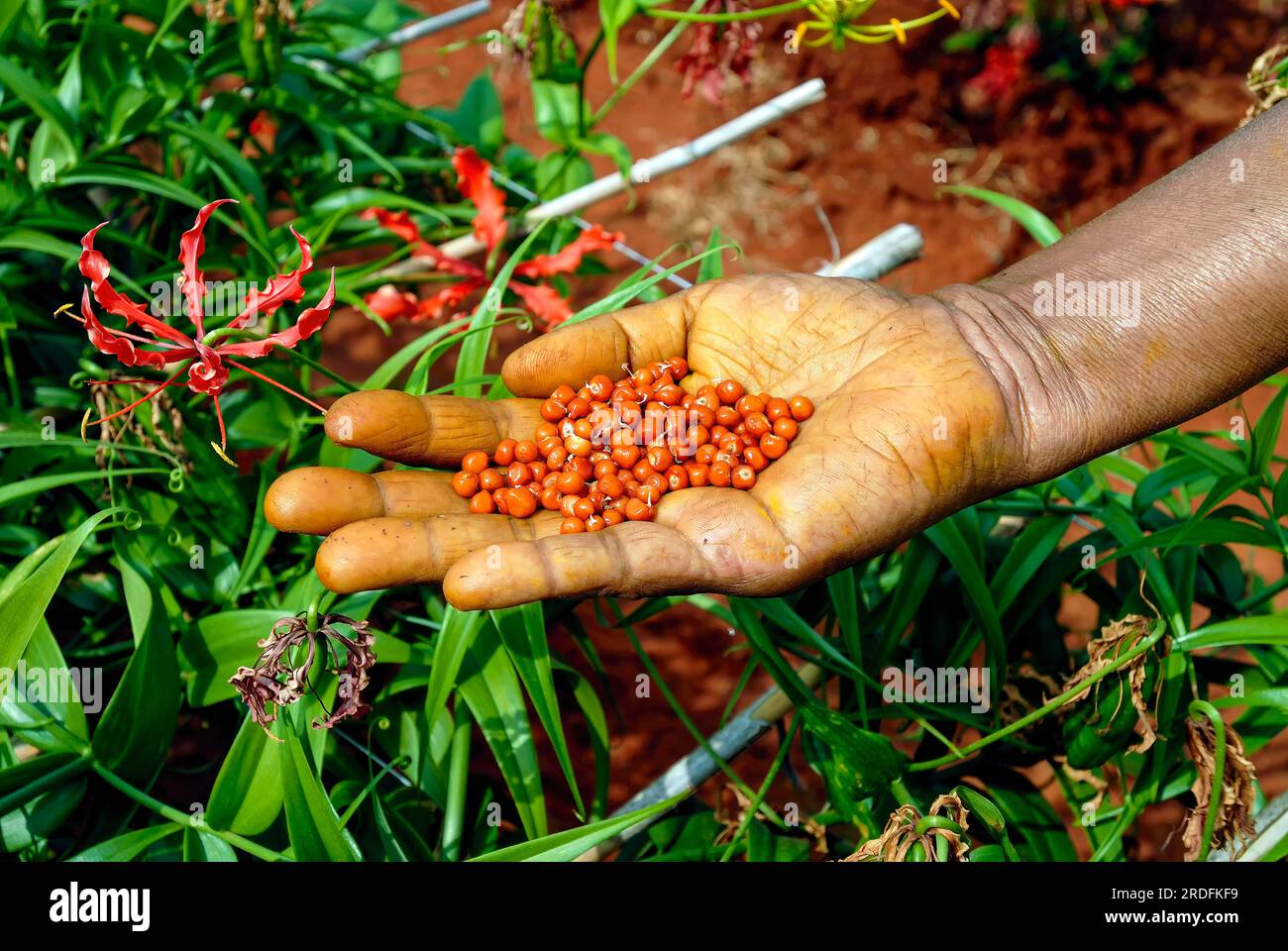 Medicinal plant seeds (Gloriosa superba linn.) flame lily, climbing