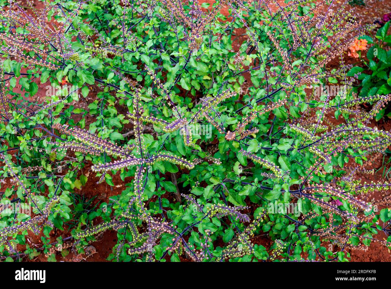Sacred Basil (Ocimum tenuiflorum Linn) (Ocimum sanctum Linn) Holy basil