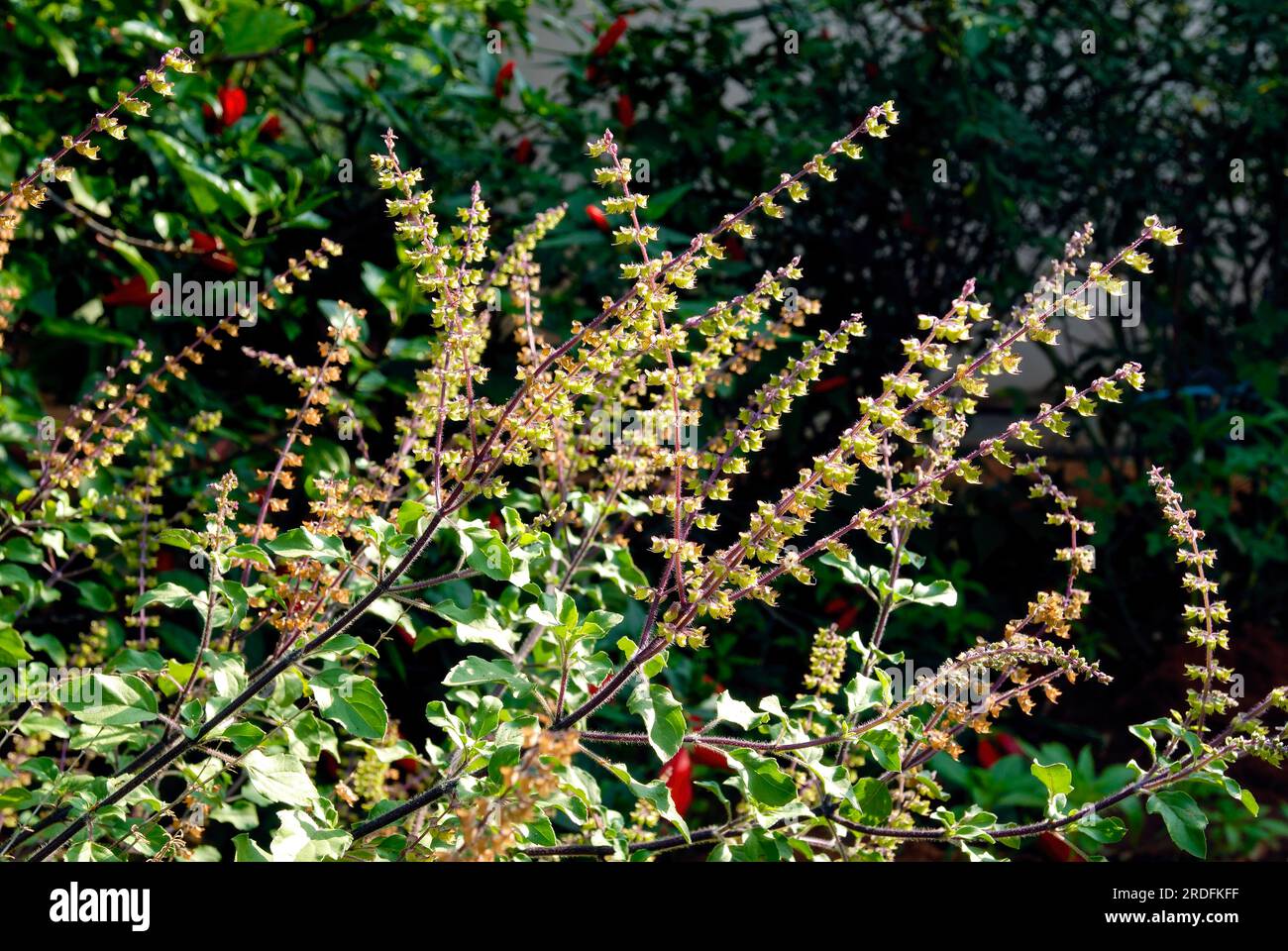 Sacred Basil (Ocimum tenuiflorum Linn) (Ocimum sanctum Linn) Holy basil