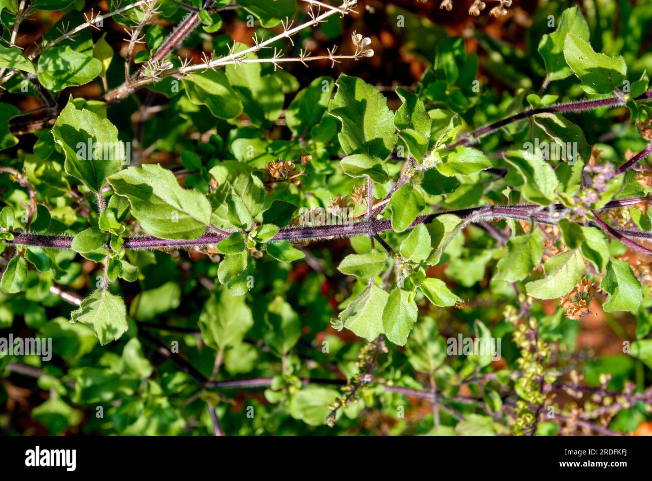 Sacred Basil (Ocimum tenuiflorum Linn) (Ocimum sanctum Linn) Holy basil