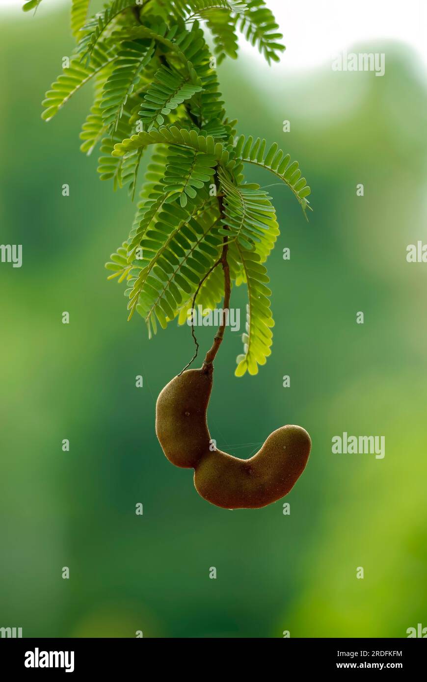 Tamarind (Tamarindus indica) a leguminous tree in the family Fabaceae