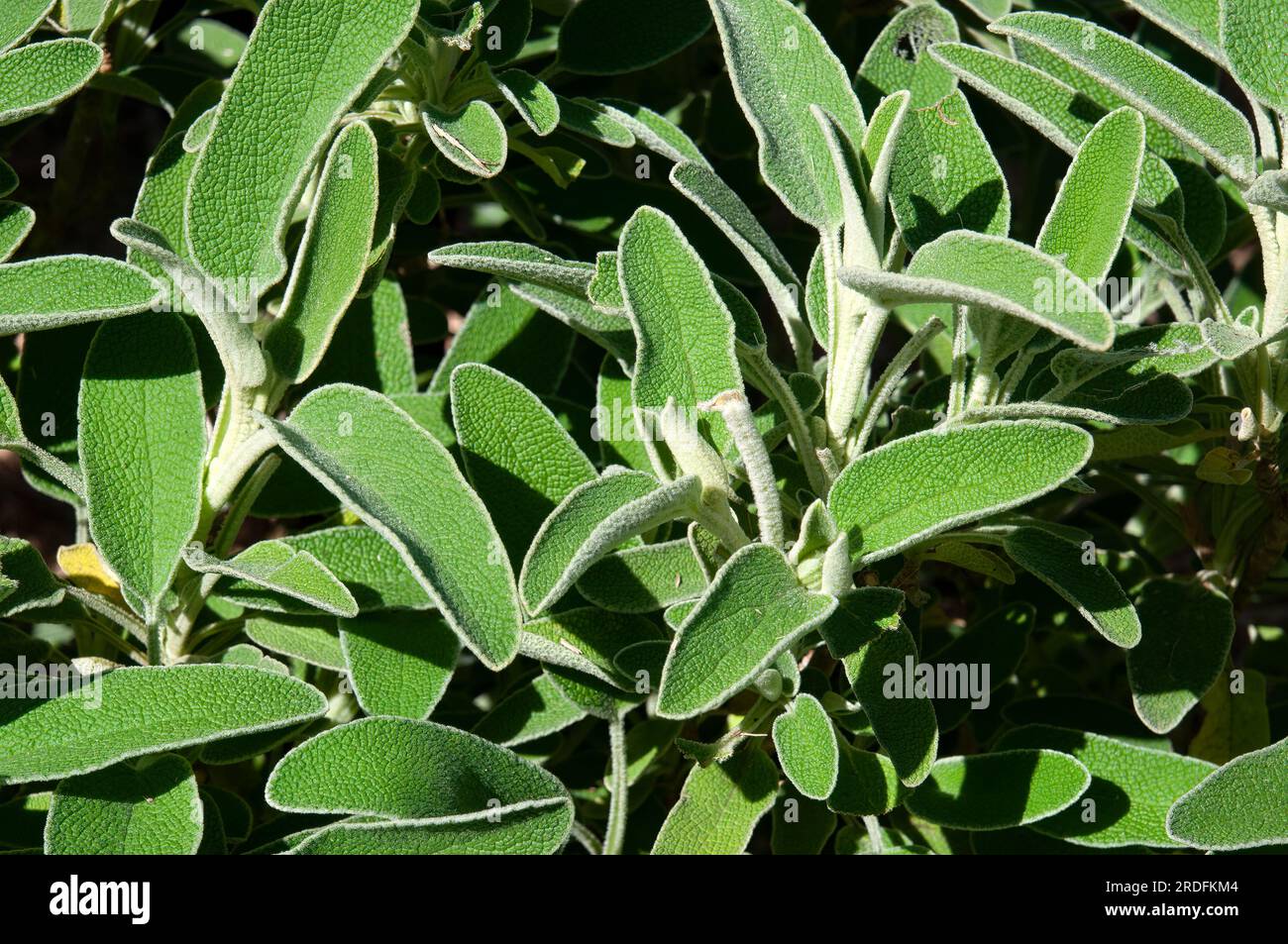 Sydney Australia, leaves of a phlomis chrysophylla, the golden-leaved Jerusalem sage, native to southwest Asia. Stock Photo