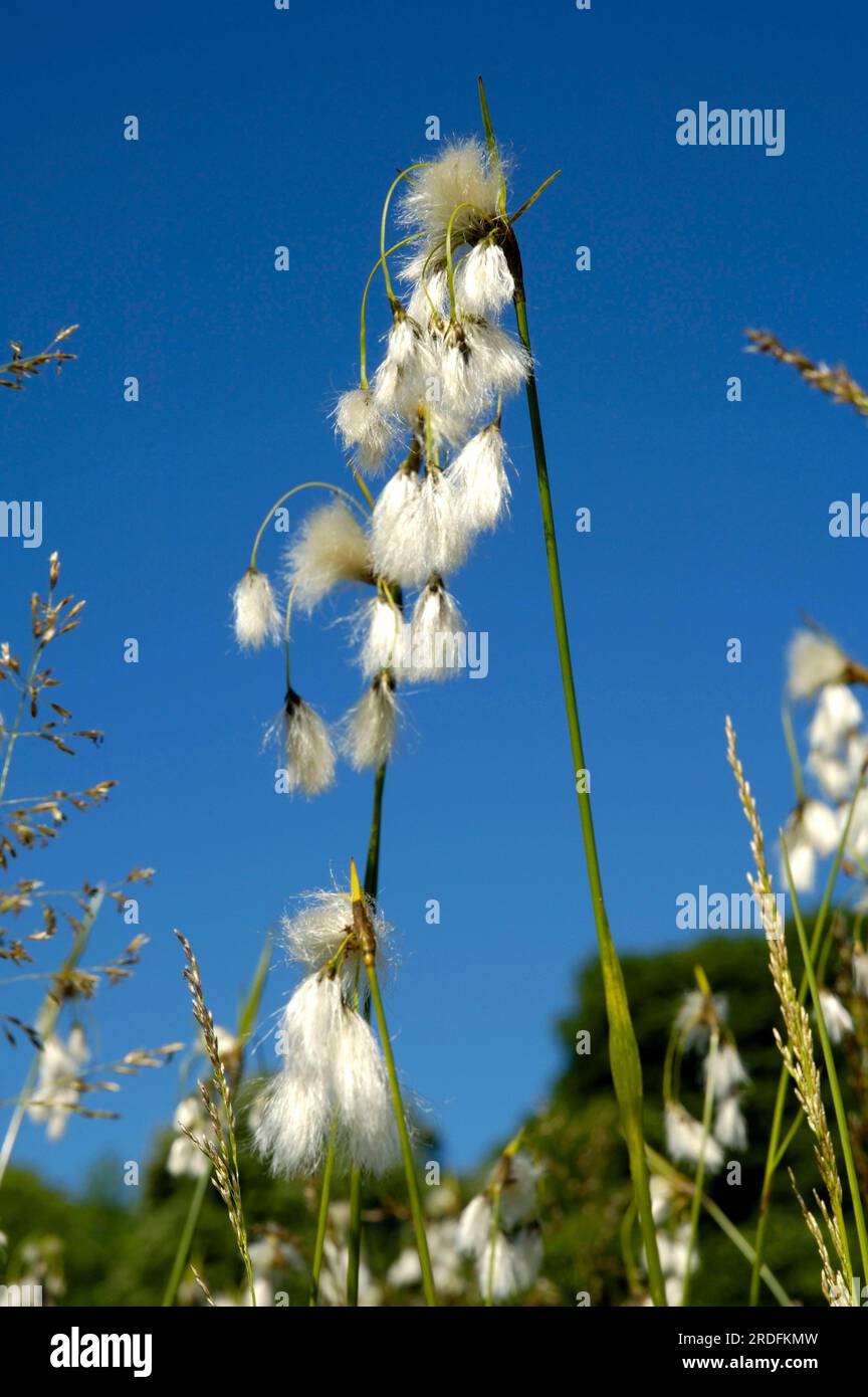 (Elatine hexandra), six-man tannel, dandelion, Elatinaceae Stock Photo