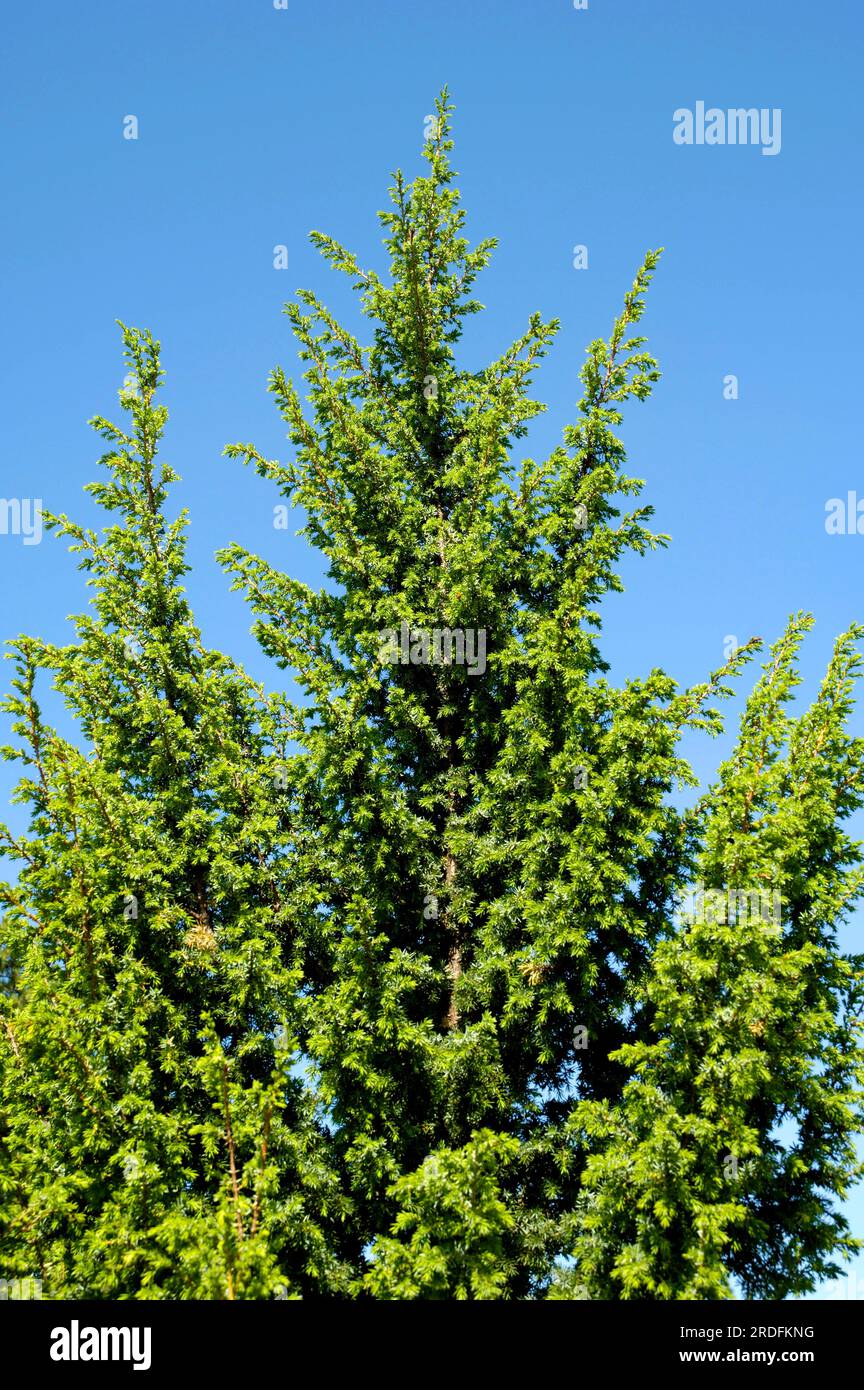 Juniper (Juniperus communis) Stock Photo