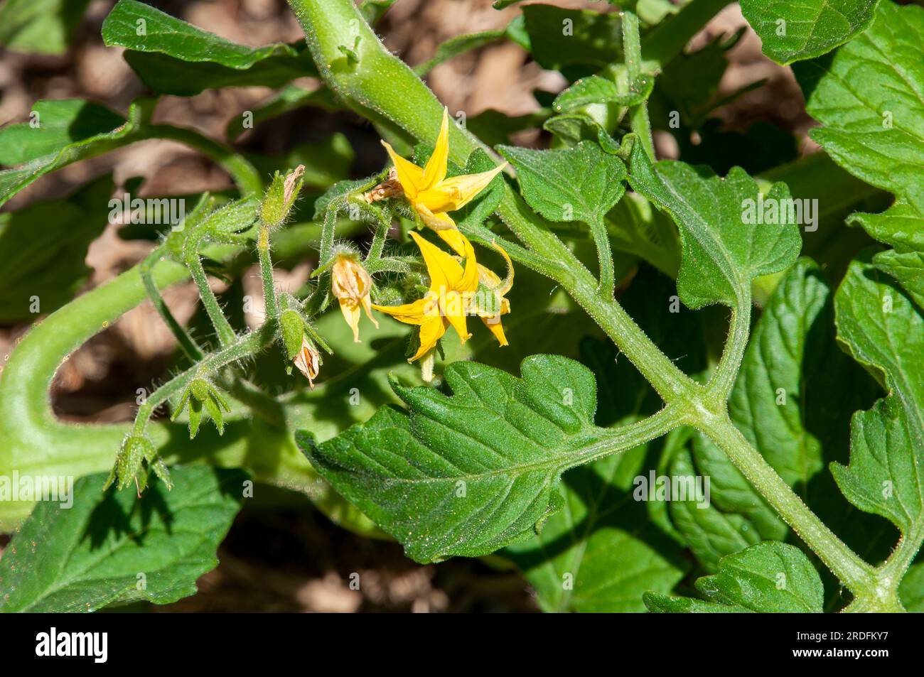 Sydney Australia, yellow tomato flowers in sunshine Stock Photo Alamy