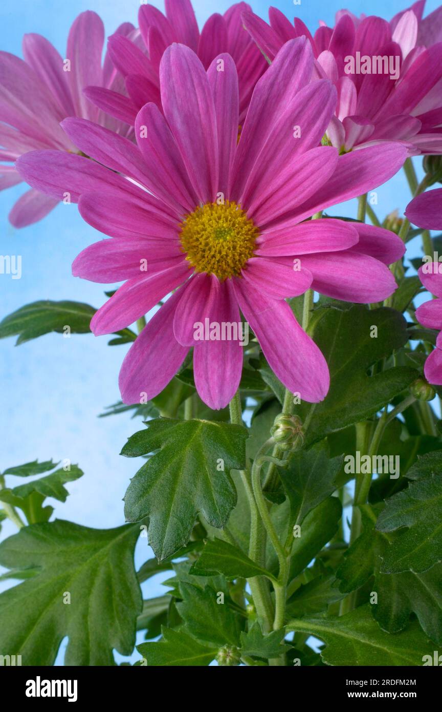 Chrysanthemum hybrid hi-res stock photography and images - Alamy