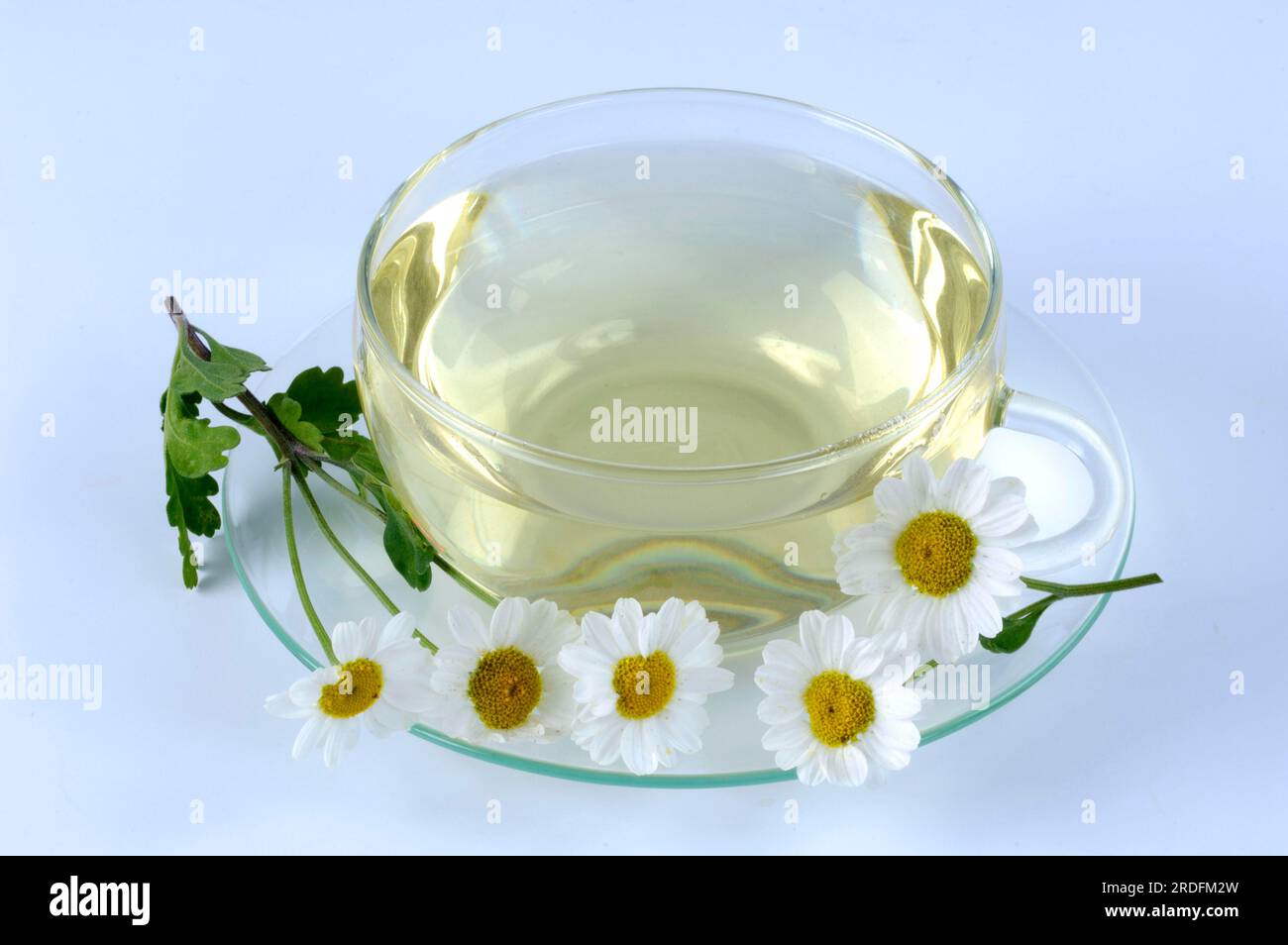Cup of butterwort tea (Tanacetum parthenium) butterwort tea Stock Photo