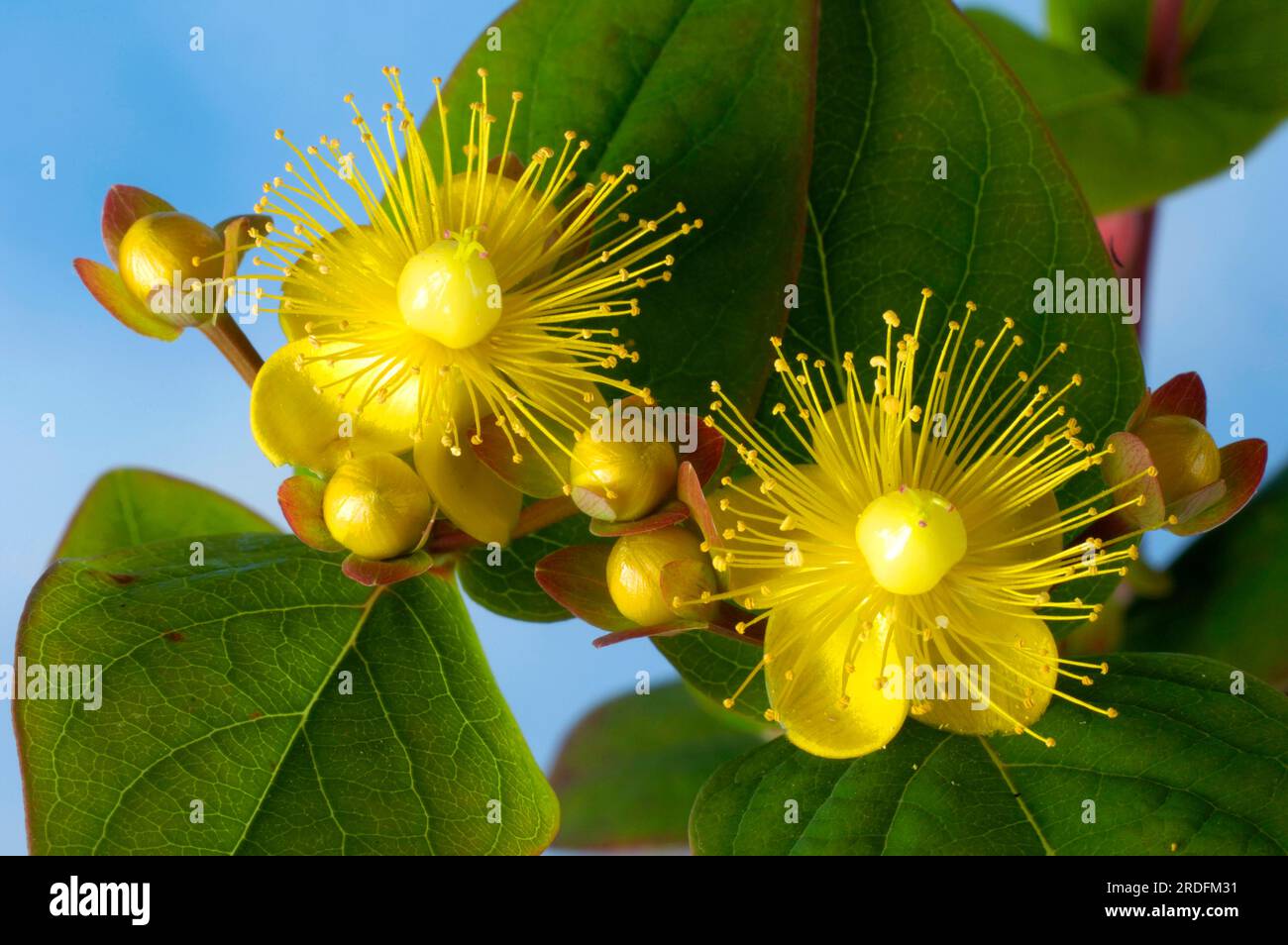 St. John's wort 'Magic White' (Hypericum x inodorum) Stock Photo