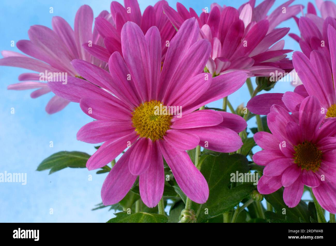 Chrysanthemum hybrid hi-res stock photography and images - Alamy