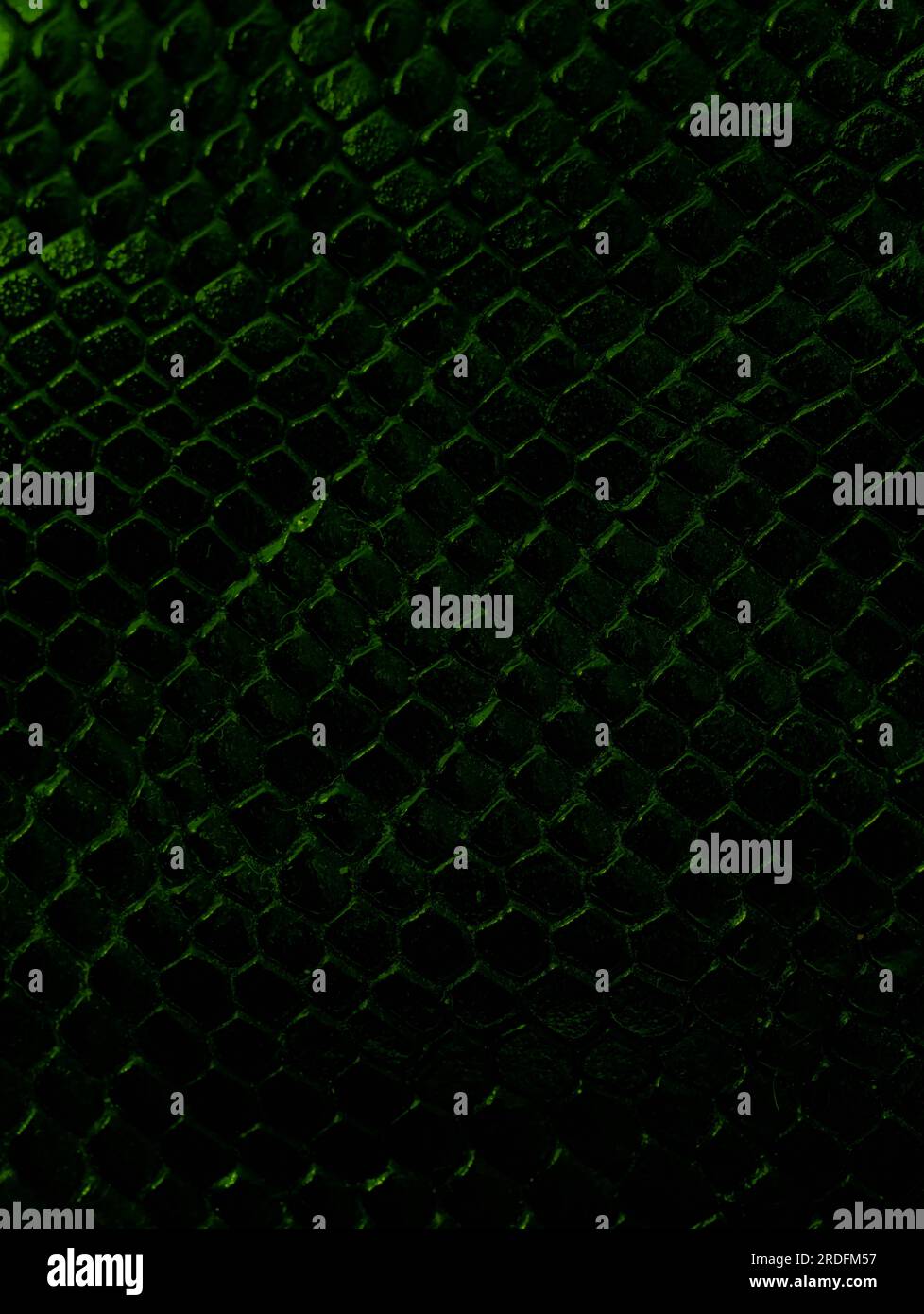luxury green crocodile texture closeup. Natural crocodile skin background. leather skin Stock Photo