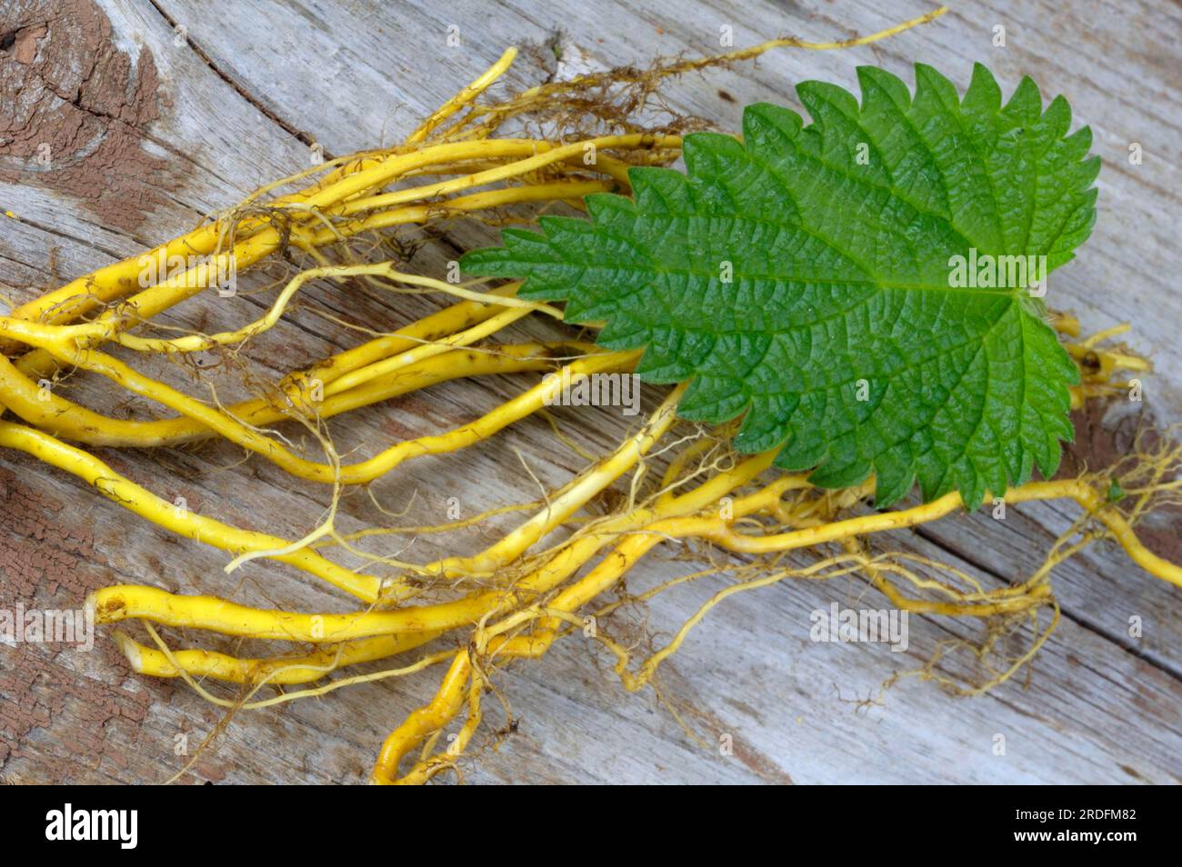 Stinging nettle, root (Urtica dioica), roots Stock Photo Alamy