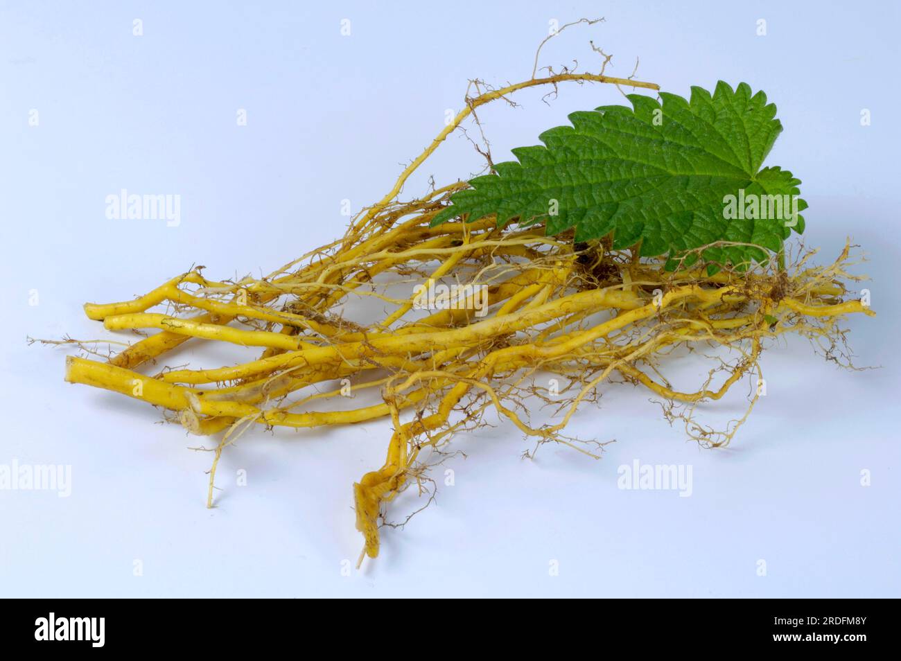 Stinging nettle, root (Urtica dioica), roots Stock Photo - Alamy